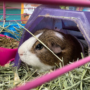 Meet your Posher, Claudia